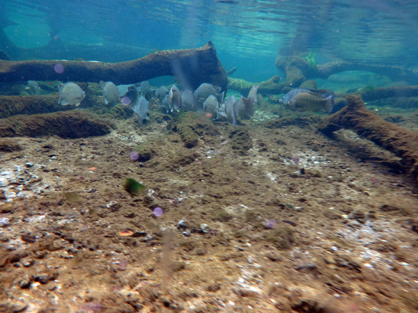 Dayo Scuba Center LLC, Orlando Florida www.dayo.com